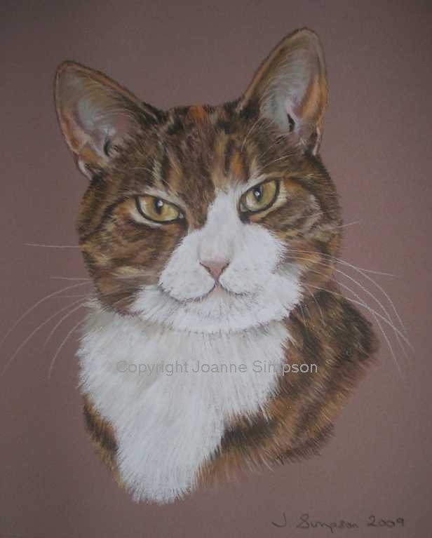 Cat portrait by Joanne Simpson